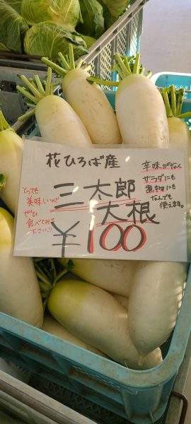 三太郎大根の販売スタート | 観光農園 花ひろば｜愛知県南知多町の四季