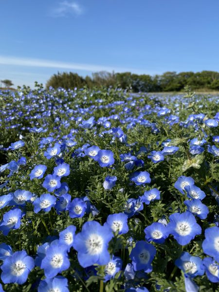 春の花！ネモフィラを畑に植え付けました | 観光農園 花ひろば｜愛知県