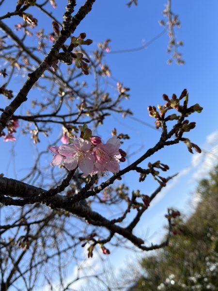 河津桜が咲き始めてきています | 観光農園 花ひろば｜愛知県南知多町の