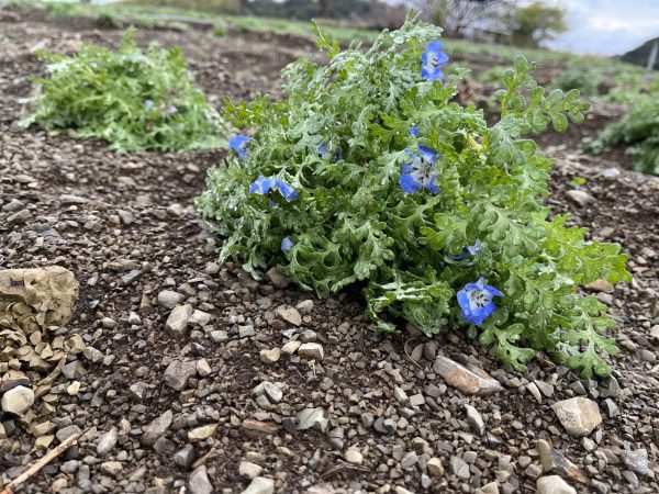春の青い花 ネモフィラが咲き始めてきています。 | 観光農園 花ひろば
