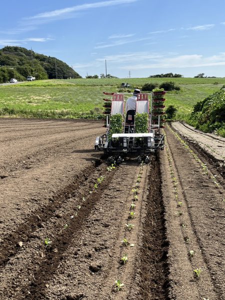 花ひろばでは、野菜も作っています | 観光農園 花ひろば｜愛知県南知多