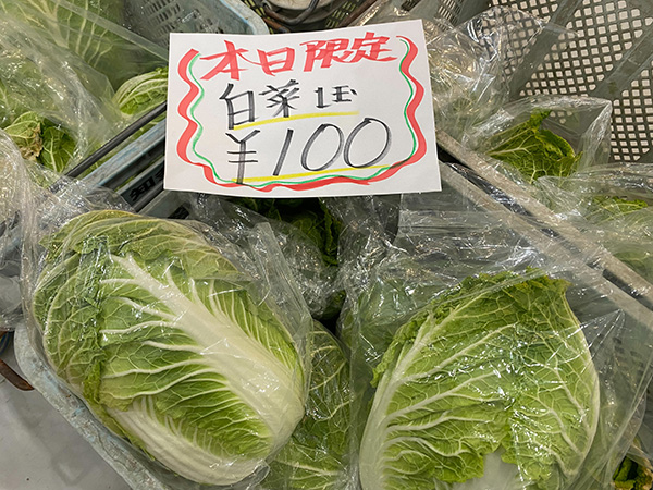 2月12日 激安！白菜を販売します。 | 観光農園 花ひろば｜愛知県南知多