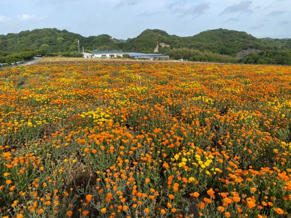 GWも最終になりお花たちも最後に近づいてきています | 観光農園 花