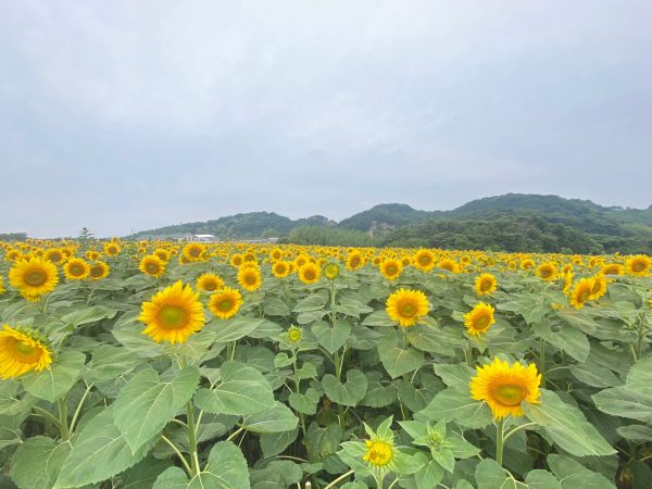 ひまわりが20万本満開の畑をご覧ください | 観光農園 花ひろば｜愛知県