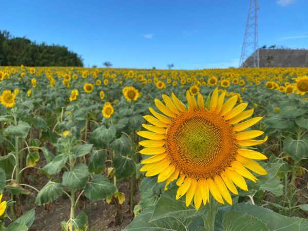 8月3日現在 ひまわりの開花情報 | 観光農園 花ひろば｜愛知県南知多町