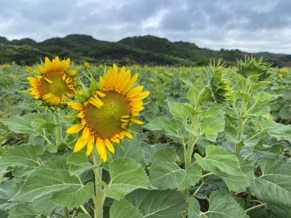 8月9日現在 ひまわり開花情報 | 観光農園 花ひろば｜愛知県南知多町の