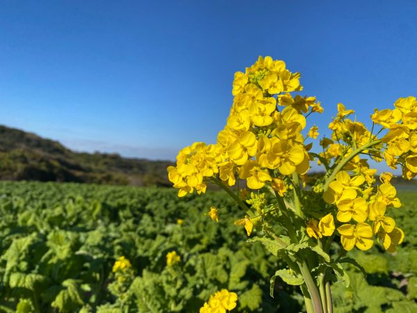 2023年12月3日より食用菜の花狩りスタート | 観光農園 花ひろば｜愛知