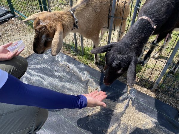 土日限定】ヤギのえさやりスタート | 観光農園 花ひろば｜愛知県南知多