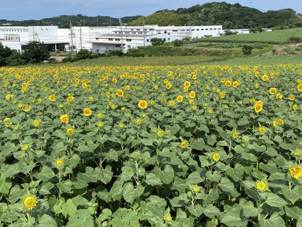 7月13日】ひまわりの開花情報 | 観光農園 花ひろば｜愛知県南知多町