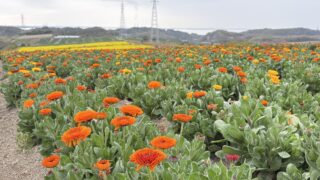 HABU 花の風景 61.5×74cm 2016となみチューリップフェア 花の大谷 - 砺波市役所