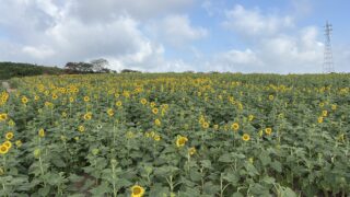 8月16日ひまわりの開花情報 | 観光農園 花ひろば｜愛知県南知多町の